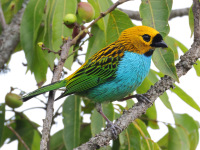 FL6A5189Glit-edged_Tanager