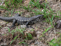 FL6A5194Tegu