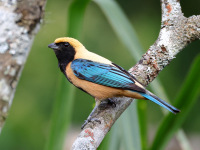 FL6A5223Burnished-Buff_Tanager