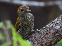 FL6A5248Yellow-eared_Woodpecker