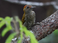 FL6A5250Yellow-eared_Woodpecker