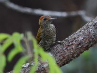 FL6A5253Yellow-eared_Woodpecker