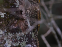 FL6A5277Yellow-eared_Woodpecker