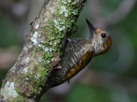 FL6A5321Yellow-eared_Woodpecker