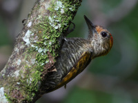 FL6A5323Yellow-eared_Woodpecker