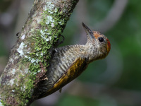 FL6A5328Yellow-eared_Woodpecker