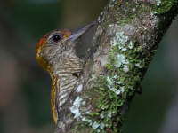 FL6A5364Yellow-eared_Woodpecker