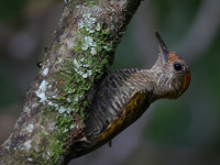 FL6A5368Yellow-eared_Woodpecker