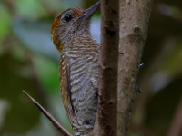 FL6A5416Yellow-eared_Woodpecker