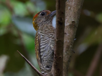 FL6A5426Yellow-eared_Woodpecker