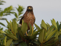 FL6A5468Roadside_Hawk