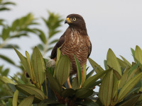 FL6A5470Roadside_Hawk