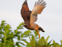FL6A5482Roadside_Hawk