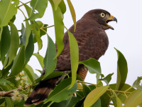 FL6A5487Roadside_Hawk