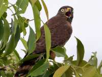 FL6A5498Roadside_Hawk
