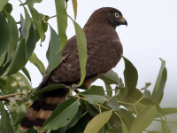 FL6A5515Roadside_Hawk