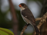 FL6A5555White-bellied_Seedeater