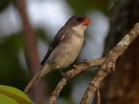 FL6A5579White-bellied_Seedeater