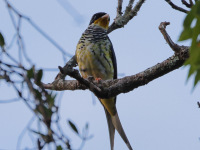 FL6A5692Swallow-tailed_Cotinga
