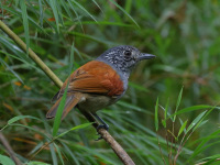 FL6A5904Rufous-backed_Antvireo