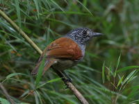 FL6A5905Rufous-backed_Antvireo