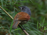 FL6A5916Rufous-backed_Antvireo