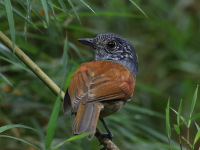 FL6A5925Rufous-backed_Antvireo