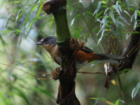 FL6A5934Buff-throated_Warbling_Finch