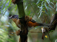 FL6A5935Buff-throated_Warbling_Finch
