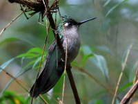 FL6A5971Female_Green-crowned_Plovercrest