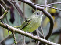 FL6A6335Mottle-cheeked_Tyrannulet