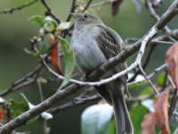 FL6A6422Small-billed_Elaenia