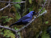 FL6A6450Diademed_Tanager