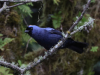 FL6A6467Diademed_Tanager