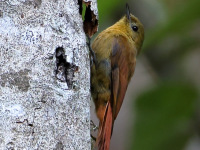 FL6A6514Olivaceous_Woodcreeper