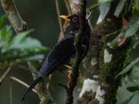 FL6A6584Yellow-legged_Thrush