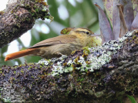 FL6A6614Sharp-billed_Treehunter