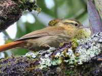 FL6A6616Sharp-billed_Treehunter