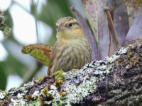 FL6A6634Sharp-billed_Treehunter