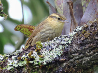FL6A6639Sharp-billed_Treehunter