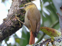 FL6A6684Sharp-billed_Treehunter