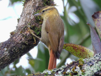 FL6A6688Sharp-billed_Treehunter