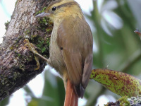 FL6A6689Sharp-billed_Treehunter