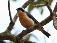 FL6A6770Fawn-breasted_Tanager