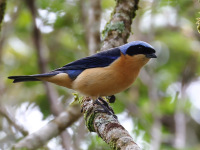 FL6A6845Fawn-breasted_Tanager