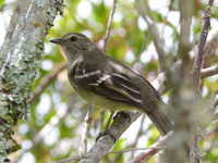 FL6A6857Small-headed_Elaenia