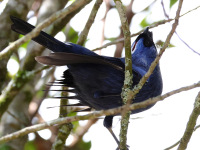 FL6A6866Diademed_Tanager