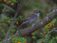 FL6A6929Rufous-capped_Antshrike