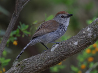 FL6A6930Rufous-capped_Antshrike
