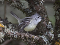 FL6A6981White-crested_Tyeannulet